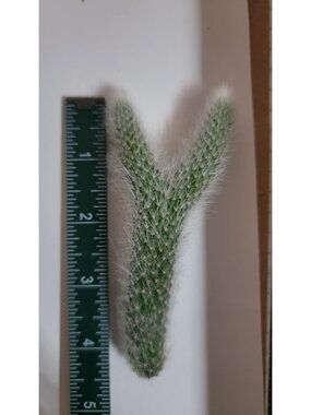 Monkey Tail Cactus Succulent Plant Cutting 4.4" Unique Y Shaped End Cutting